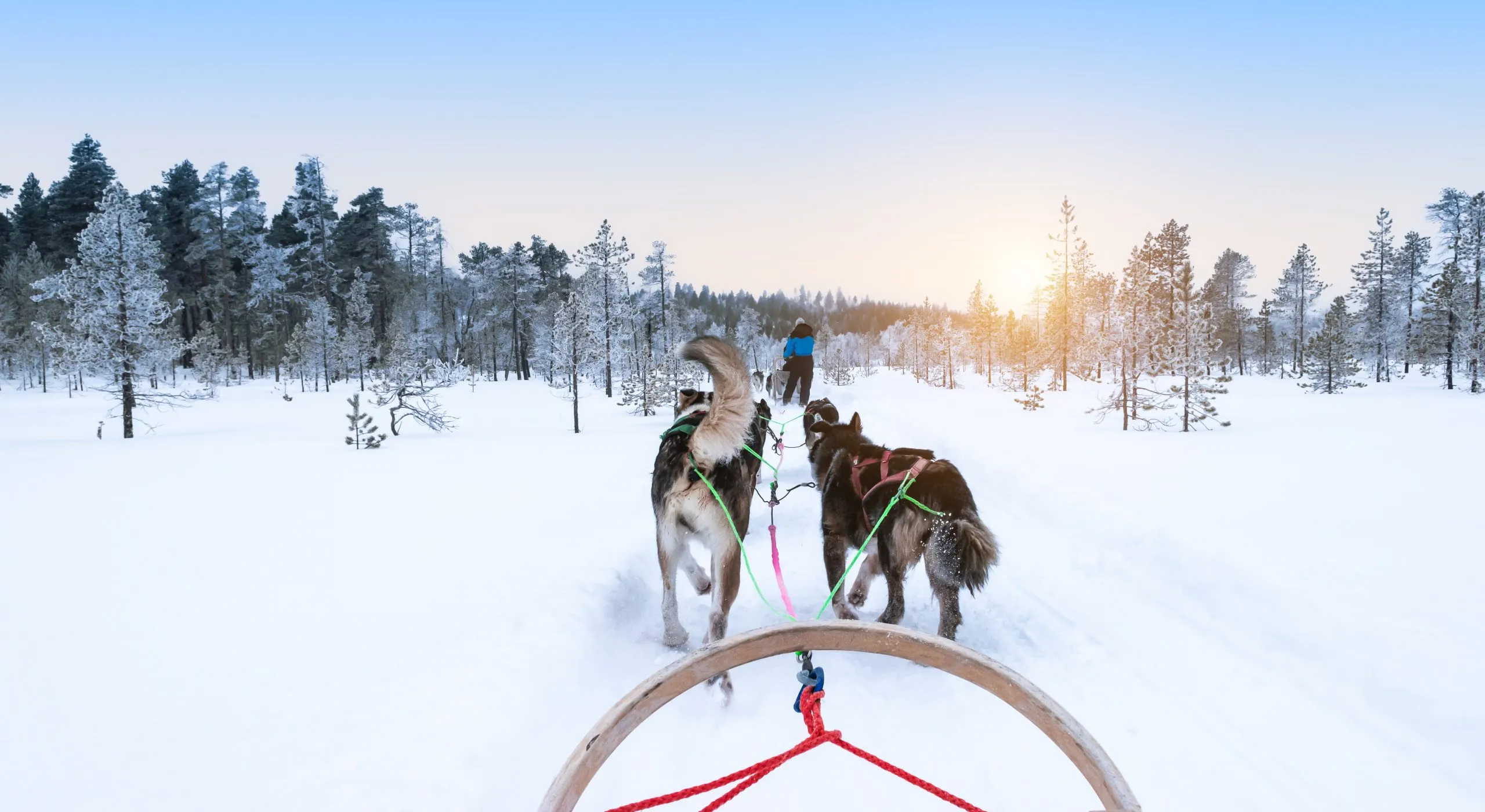 Dog sledding in snowy winter forest, Finland, Lapland.