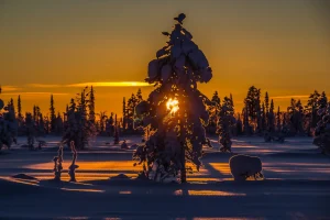 Embrace a comprehensive Arctic adventure
