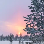 Isolated tree in front of a forest with lots of snow during a sunrise in northern Sweden during a cold winter morning. Close to the Ice Hotel in Jukkasjärvi.