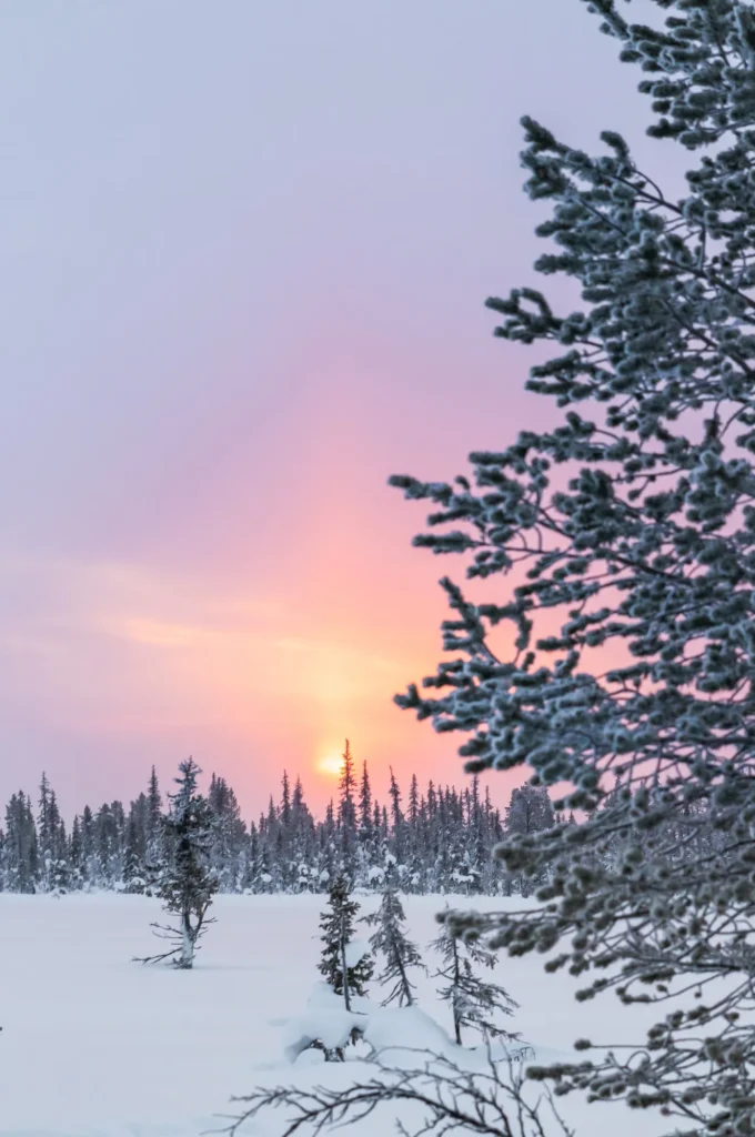 Isolated tree in front of a forest with lots of snow during a sunrise in northern Sweden during a cold winter morning. Close to the Ice Hotel in Jukkasjärvi.