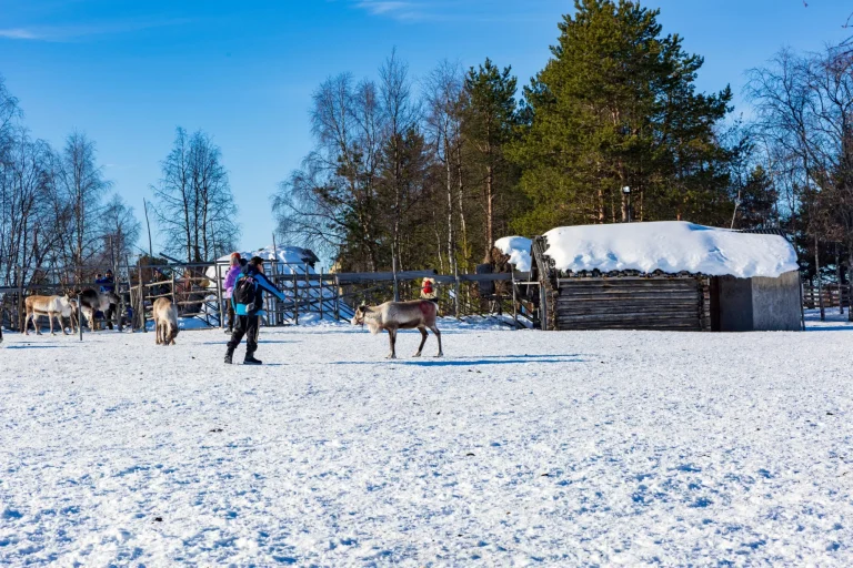 Sami village in Kiruna in Sweden. Lapland with reindeer and huts
